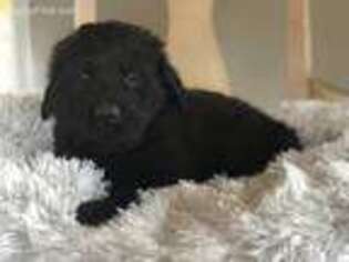 Flat Coated Retriever Puppy for sale in Converse, IN, USA