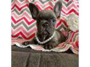 French Bulldog Puppy for sale in Shipshewana, IN, USA