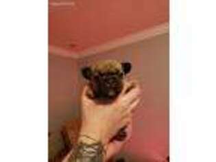 French Bulldog Puppy for sale in Mount Holly, NC, USA