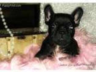 French Bulldog Puppy for sale in Waco, TX, USA