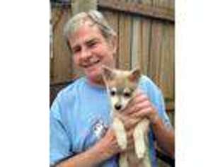 Alaskan Klee Kai Puppy for sale in Cuyahoga Falls, OH, USA
