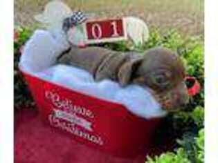 Dachshund Puppy for sale in Mitchell, GA, USA