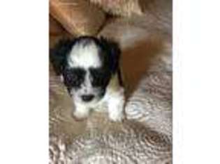 Havanese Puppy for sale in Las Vegas, NV, USA