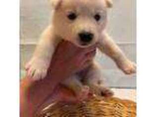 Siberian Husky Puppy for sale in Hagaman, NY, USA