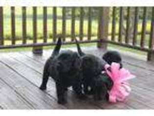 Rottweiler Puppy for sale in Mount Vernon, IL, USA