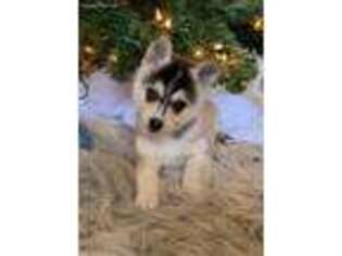 Alaskan Klee Kai Puppy for sale in Mill Creek, PA, USA