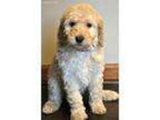 Labradoodle Puppy for sale in Elkhart, IN, USA
