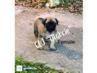 Mastiff Puppy for sale in Spring Branch, TX, USA