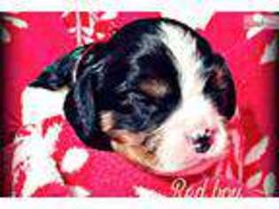 Cavalier King Charles Spaniel Puppy for sale in Syracuse, NY, USA