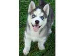 Siberian Husky Puppy for sale in Cookeville, TN, USA