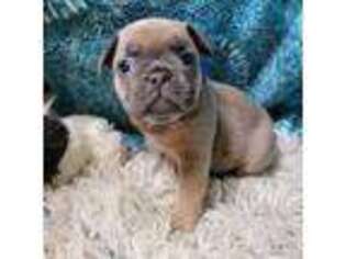 French Bulldog Puppy for sale in Struthers, OH, USA