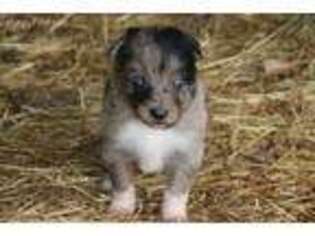 Border Collie Puppy for sale in Springfield, OR, USA