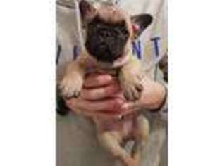 French Bulldog Puppy for sale in Cleator Moor, Cumbria (England), United Kingdom