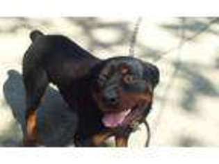 Rottweiler Puppy for sale in Detroit, MI, USA