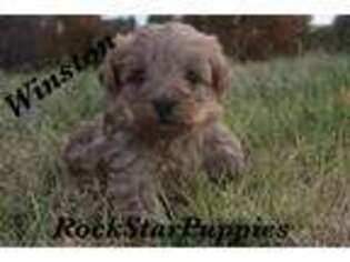 Yorkshire Terrier Puppy for sale in Clinton, AR, USA