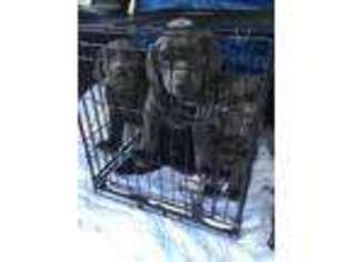 Labrador Retriever Puppy for sale in Cedar Rapids, IA, USA