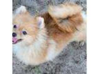 Pomeranian Puppy for sale in Deland, FL, USA