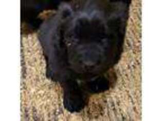Newfoundland Puppy for sale in West Manchester, OH, USA