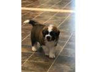 Saint Bernard Puppy for sale in Browns Summit, NC, USA
