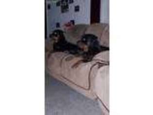 Rottweiler Puppy for sale in Smithfield, RI, USA