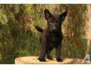 German Shepherd Dog Puppy for sale in LAKE ELSINORE, CA, USA