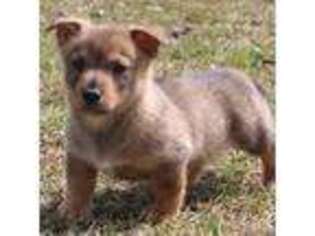 Swedish Vallhund Puppy for sale in Gloucester, VA, USA