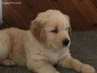 Golden Retriever Puppy for sale in Memphis, MI, USA