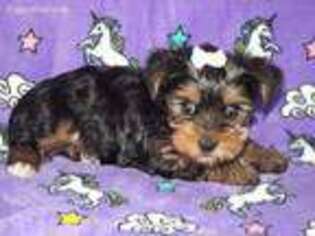 Yorkshire Terrier Puppy for sale in Brashear, TX, USA