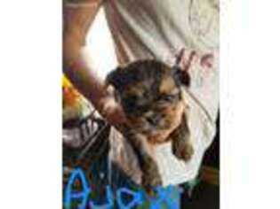 Mutt Puppy for sale in Hulbert, OK, USA