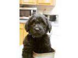 Labradoodle Puppy for sale in Seattle, WA, USA