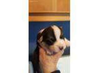 Pembroke Welsh Corgi Puppy for sale in Ardmore, OK, USA