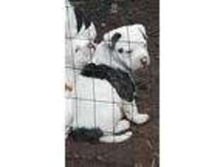 American Bulldog Puppy for sale in Blue Springs, MO, USA