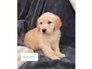 Mutt Puppy for sale in Plain City, OH, USA