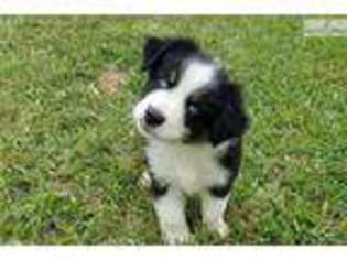Miniature Australian Shepherd Puppy for sale in Kirksville, MO, USA
