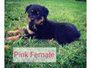 Rottweiler Puppy for sale in Sedalia, MO, USA