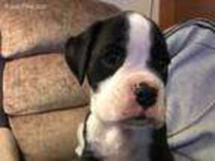 Boxer Puppy for sale in Rockford, IL, USA