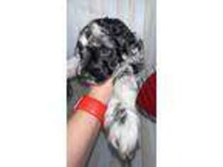 Labradoodle Puppy for sale in Athens, GA, USA