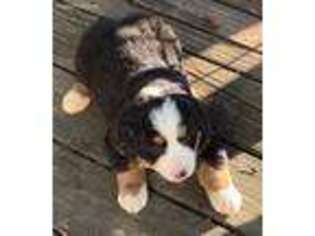 Bernese Mountain Dog Puppy for sale in Chariton, IA, USA