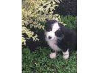 Border Collie Puppy for sale in Meadowview, VA, USA