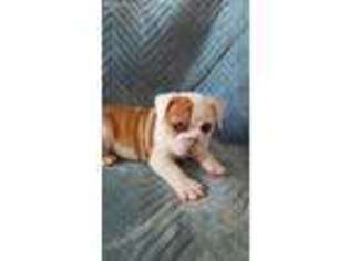 Bulldog Puppy for sale in Rock Hill, SC, USA