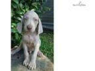Weimaraner Puppy for sale in Ocala, FL, USA