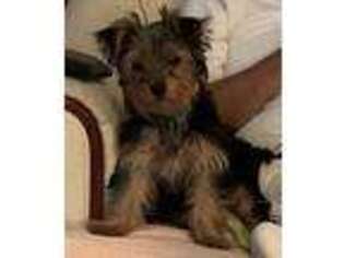 Yorkshire Terrier Puppy for sale in Anoka, MN, USA
