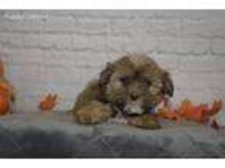 Shorkie Tzu Puppy for sale in Minocqua, WI, USA