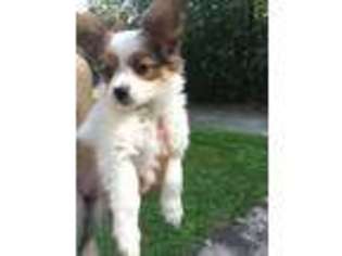 Papillon Puppy for sale in Canterbury, NH, USA