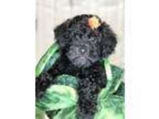 Goldendoodle Puppy for sale in Old Monroe, MO, USA