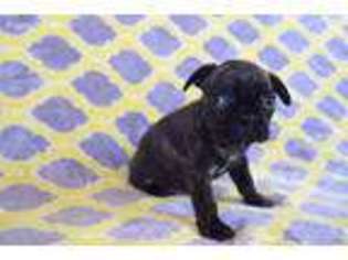 French Bulldog Puppy for sale in Abilene, TX, USA