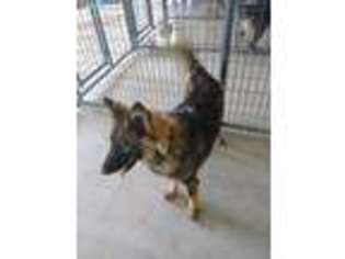 German Shepherd Dog Puppy for sale in Jonesburg, MO, USA