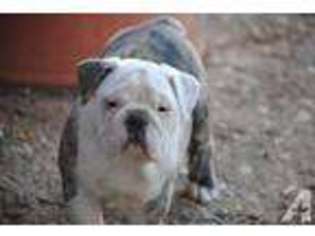 Bulldog Puppy for sale in VALLEY, AL, USA