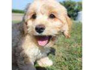 Cavachon Puppy for sale in Rock Valley, IA, USA