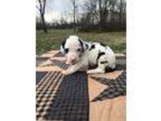Great Dane Puppy for sale in Opdyke, IL, USA